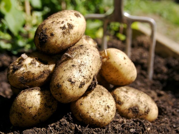 Confirmado: podemos cultivar batatas em Marte