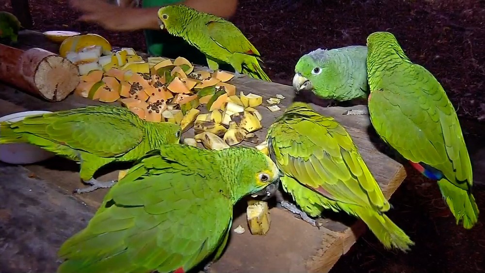 Papagaios, araras, jabutis e quatis resgatados no Cear so soltos em MT