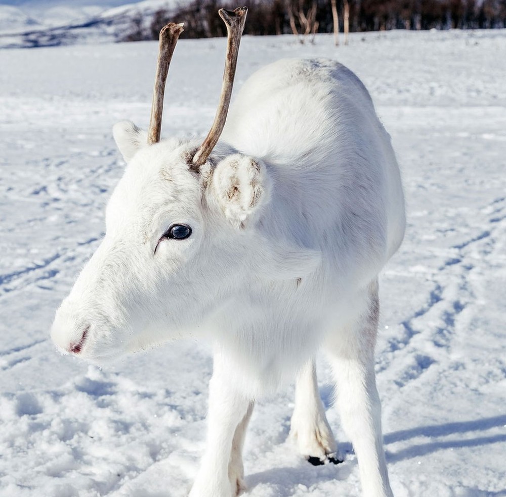 Filhote raro de rena branca  fotografado camuflado na neve na Noruega